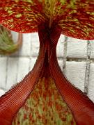 Nepenthes sibuyanensis x mixta, peristome 1